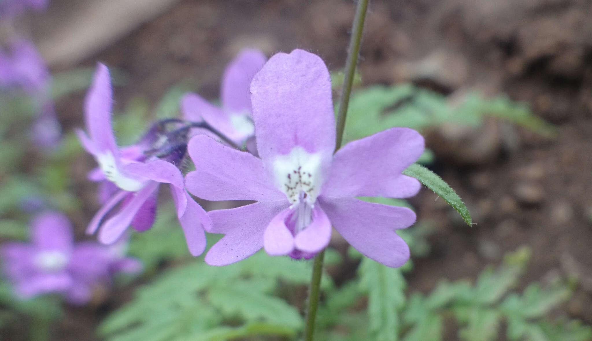 Imagem de Schizanthus laetus Phil.