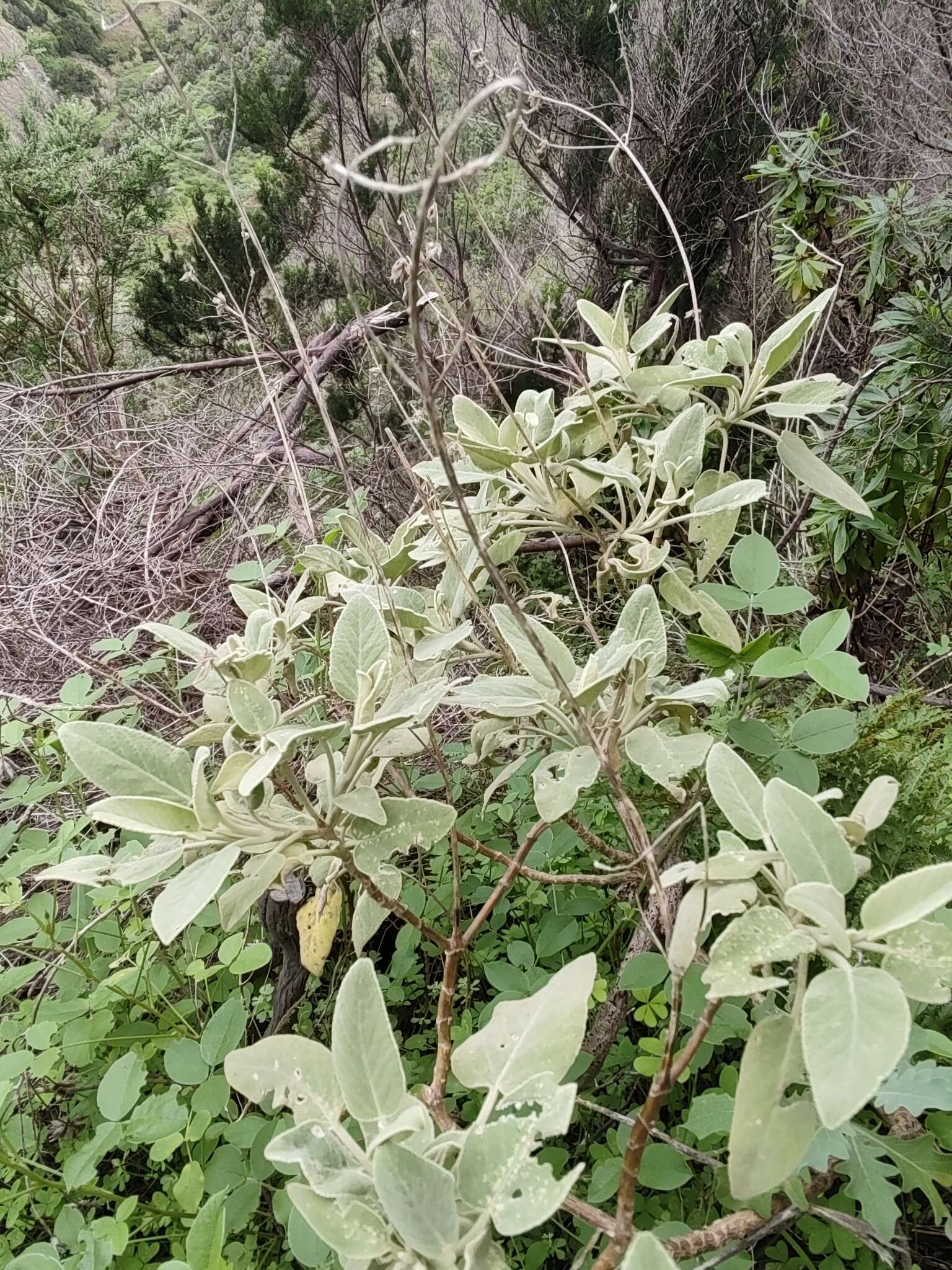 Image of Sideritis dendrochahorra Bolle