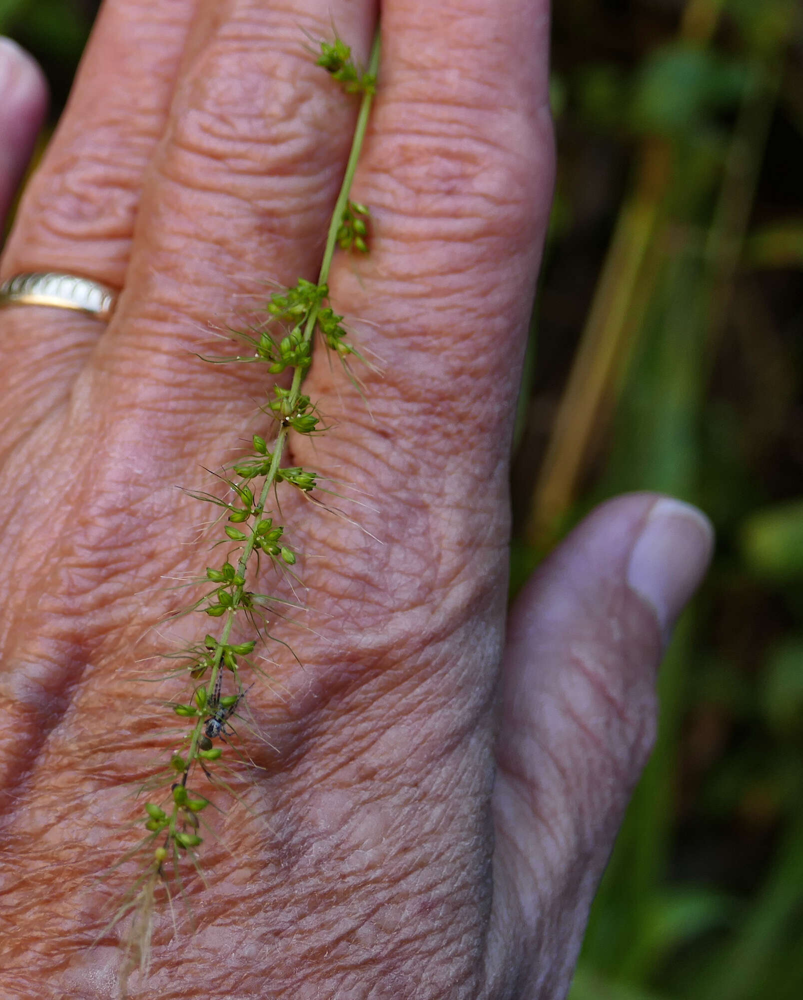 Image de Setaria grisebachii E. Fourn.