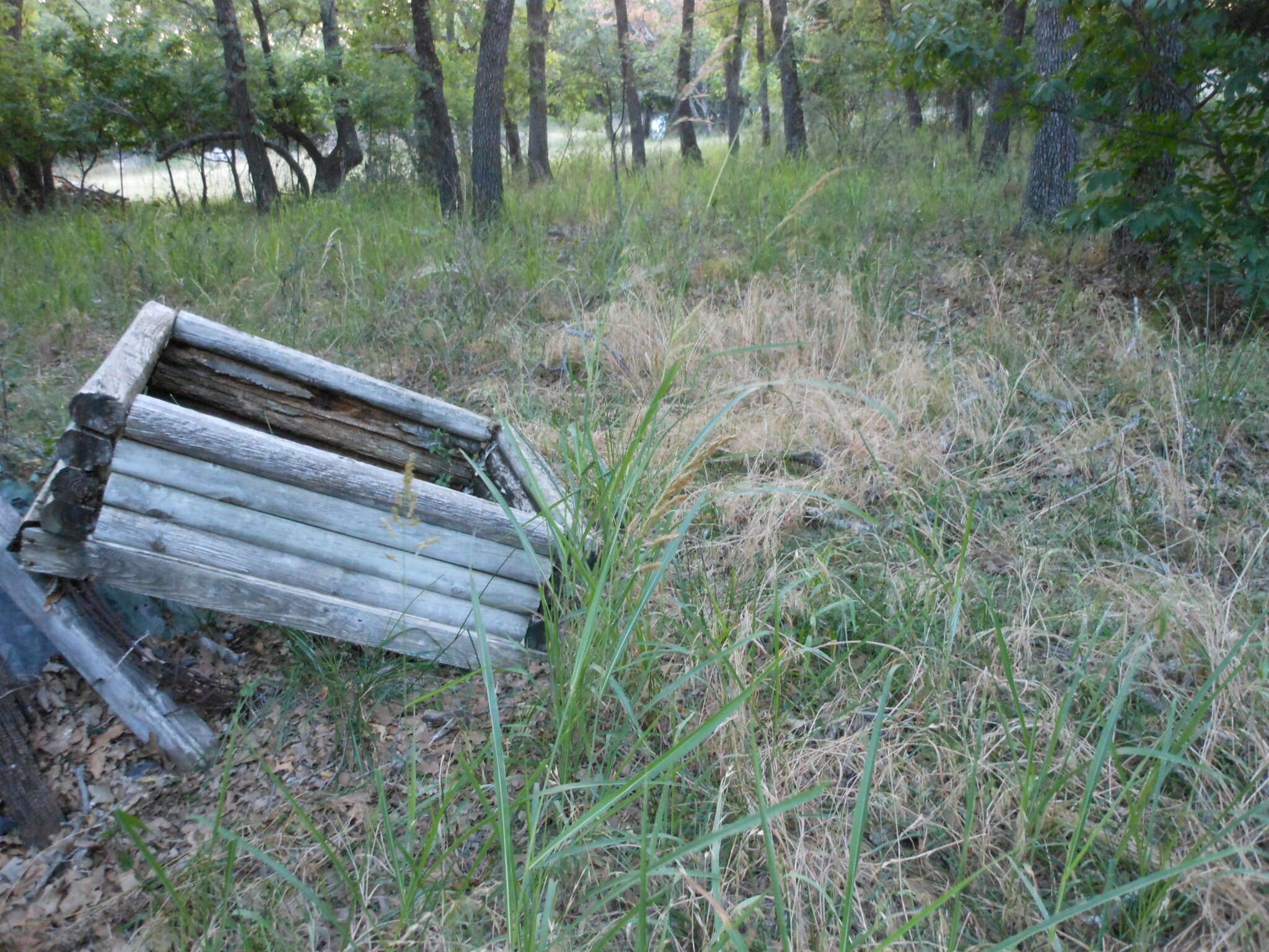 Image of Johnson grass