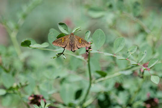 Imagem de Epargyreus clarus californicus MacNeill 1975