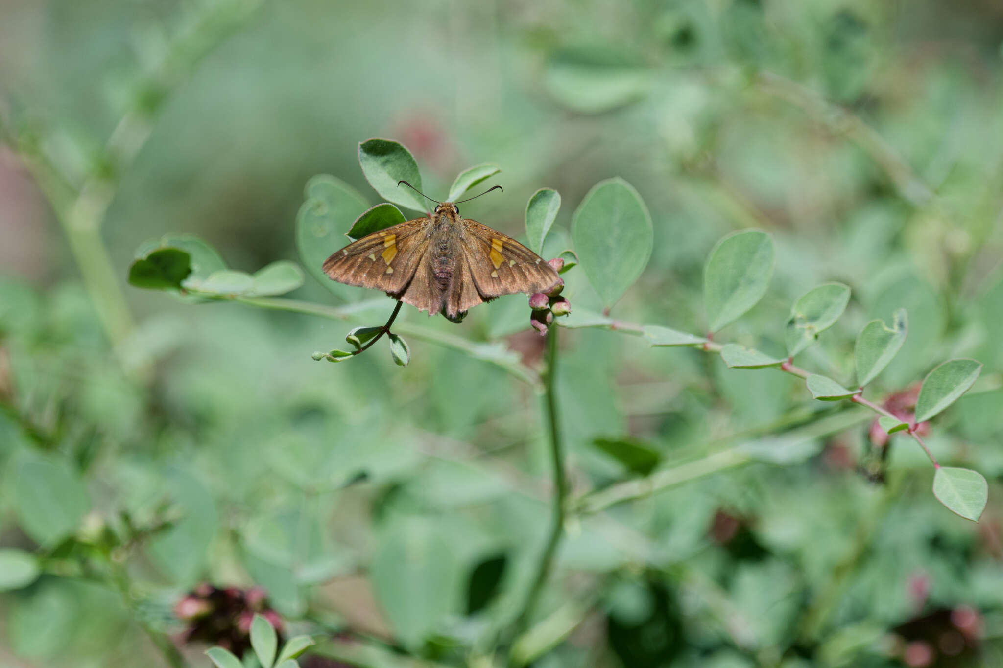 Plancia ëd Epargyreus clarus californicus MacNeill 1975