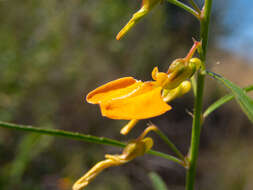 Pigea aurantiaca (F. Muell. ex Benth.) P. I. Forst. resmi