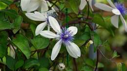 Image of Clematis akoensis Hayata