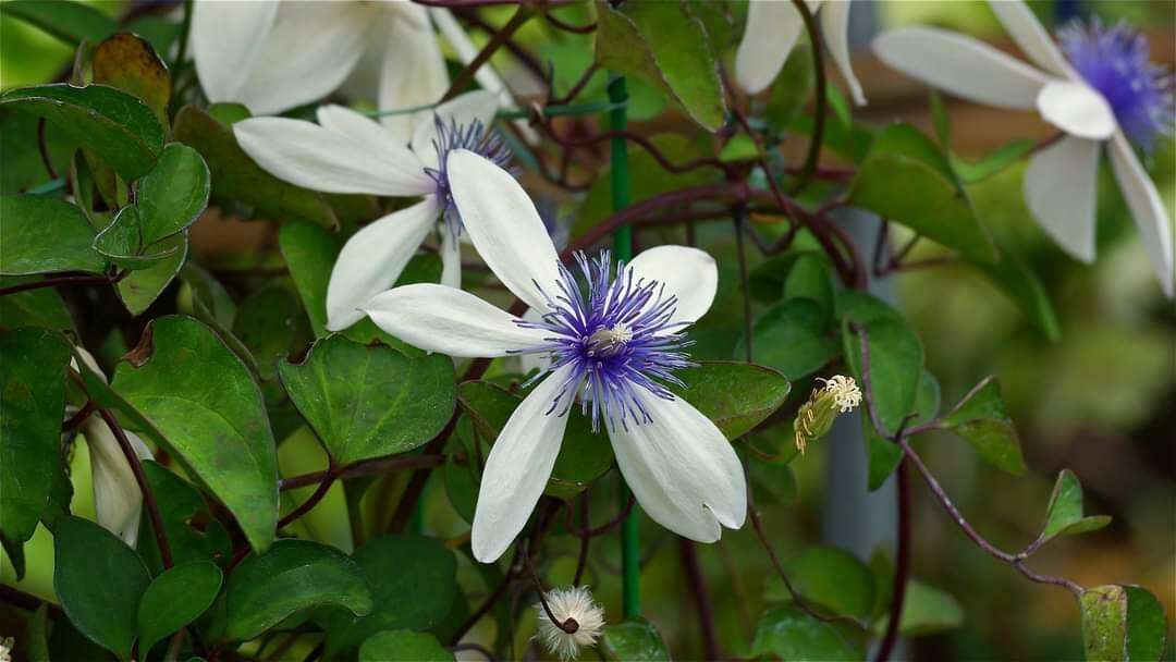 Image of Clematis akoensis Hayata