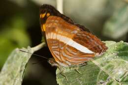 Adelpha boeotia的圖片