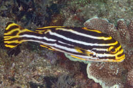 Image of Indian Ocean oriental sweetlips