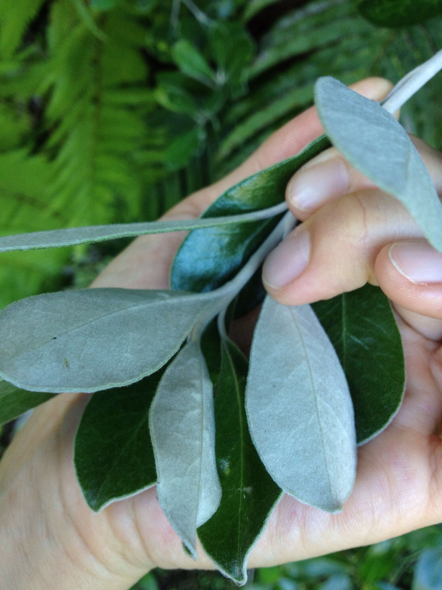 Image de Pittosporum crassifolium Banks & Sol. ex A. Cunningham