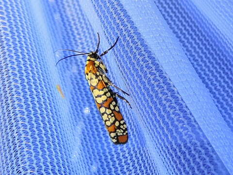 Image of tropical ermine moths