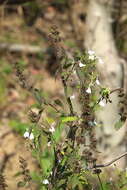 Rhinacanthus nasutus (L.) Kuntze resmi