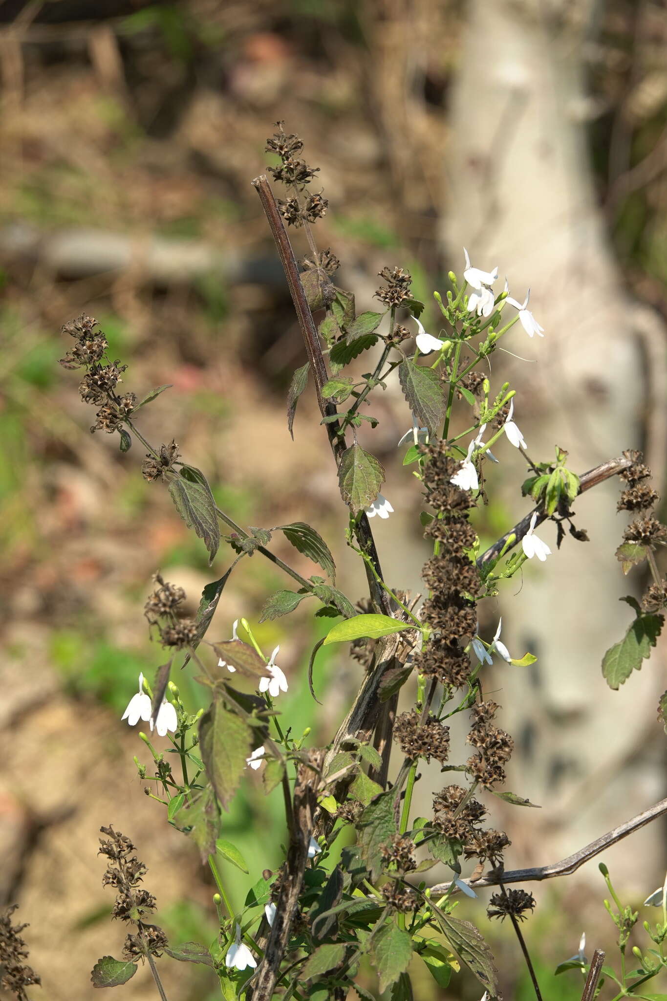 Sivun Rhinacanthus nasutus (L.) Kuntze kuva