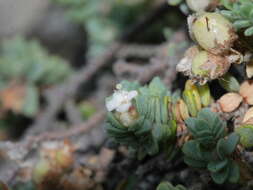 Image of Pimelea prostrata subsp. seismica C. J. Burrows