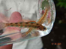 Image of Iowa Darter