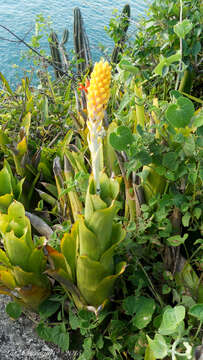 Image of Aechmea comata (Gaudich.) Baker