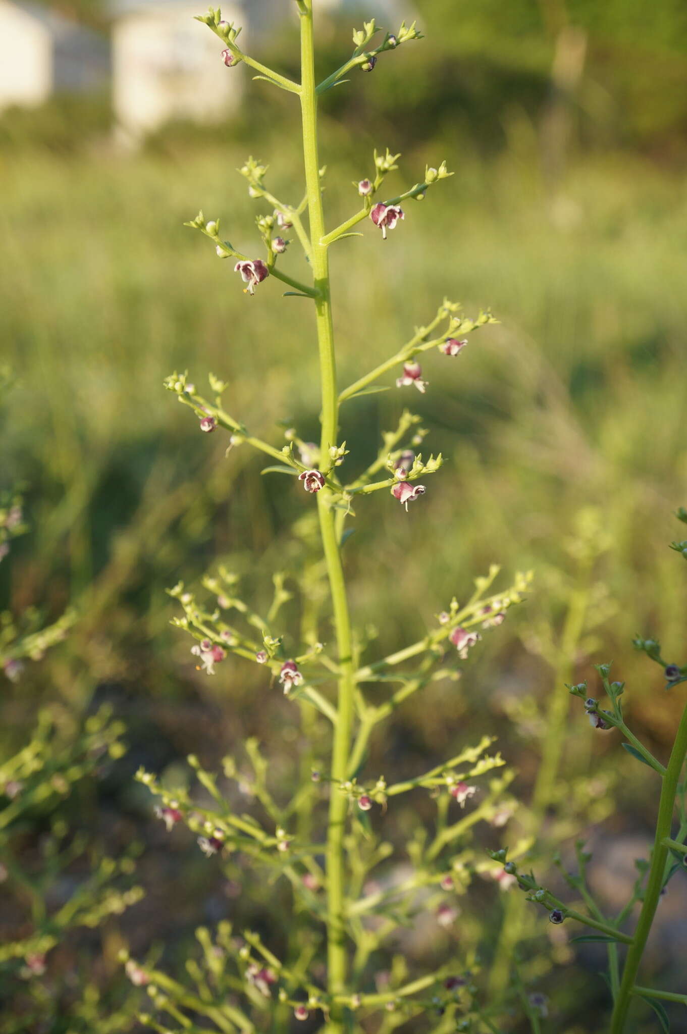 Scrophularia canina subsp. bicolor (Sibth. & Sm.) W. Greuter resmi