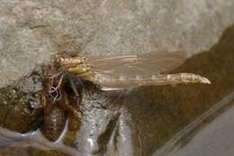 Image of Hemigomphus gouldii (Selys 1854)