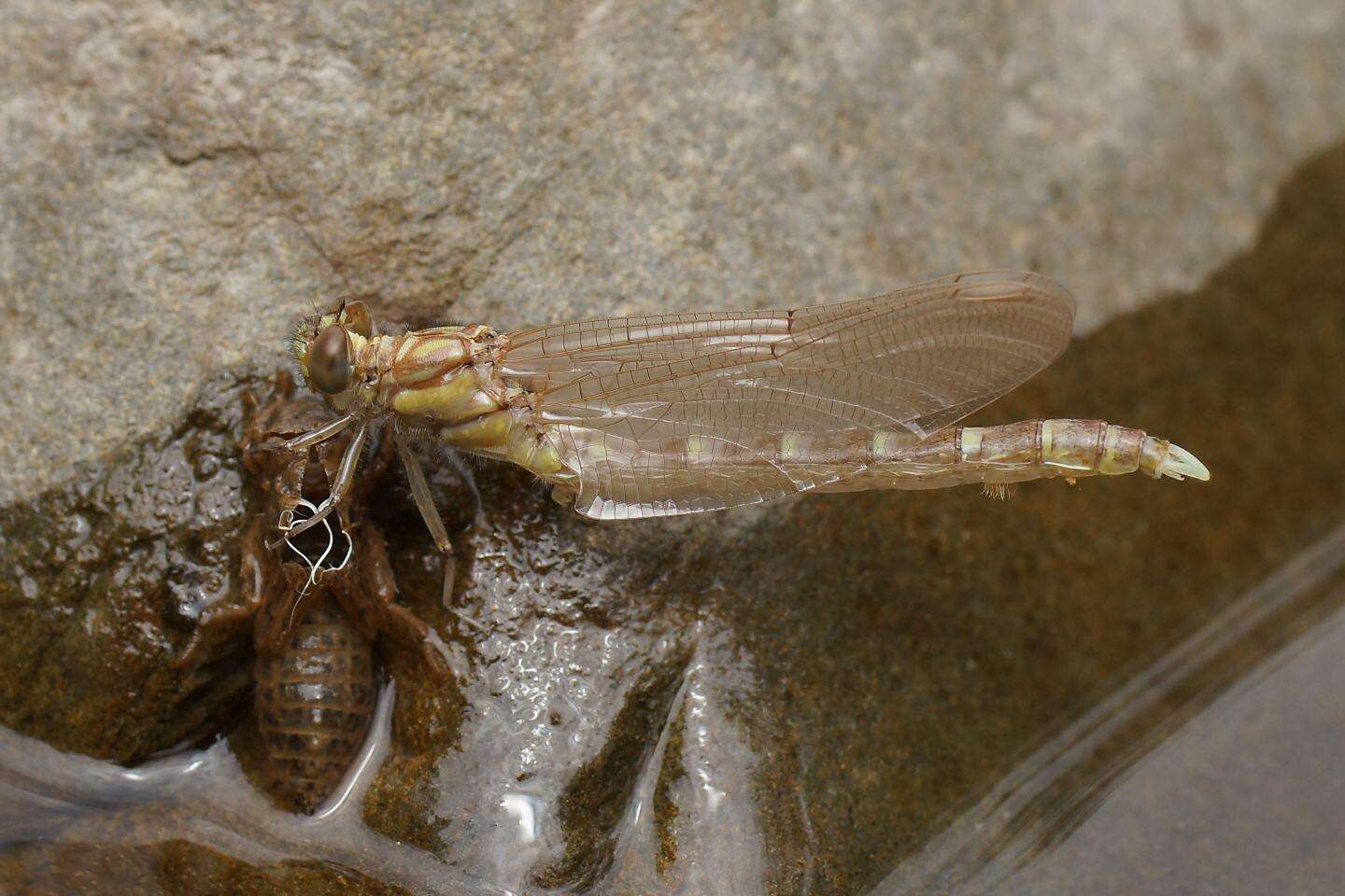 Image of Hemigomphus gouldii (Selys 1854)