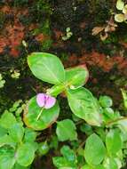 Image of Impatiens minor (DC.) S. S. R. Bennet