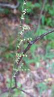 Image of Setaria madecassa A. Camus