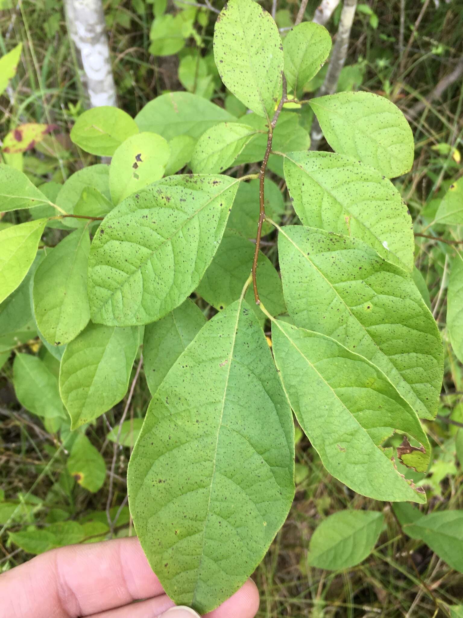 Image of northern spicebush