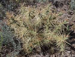 Image of thistle cholla