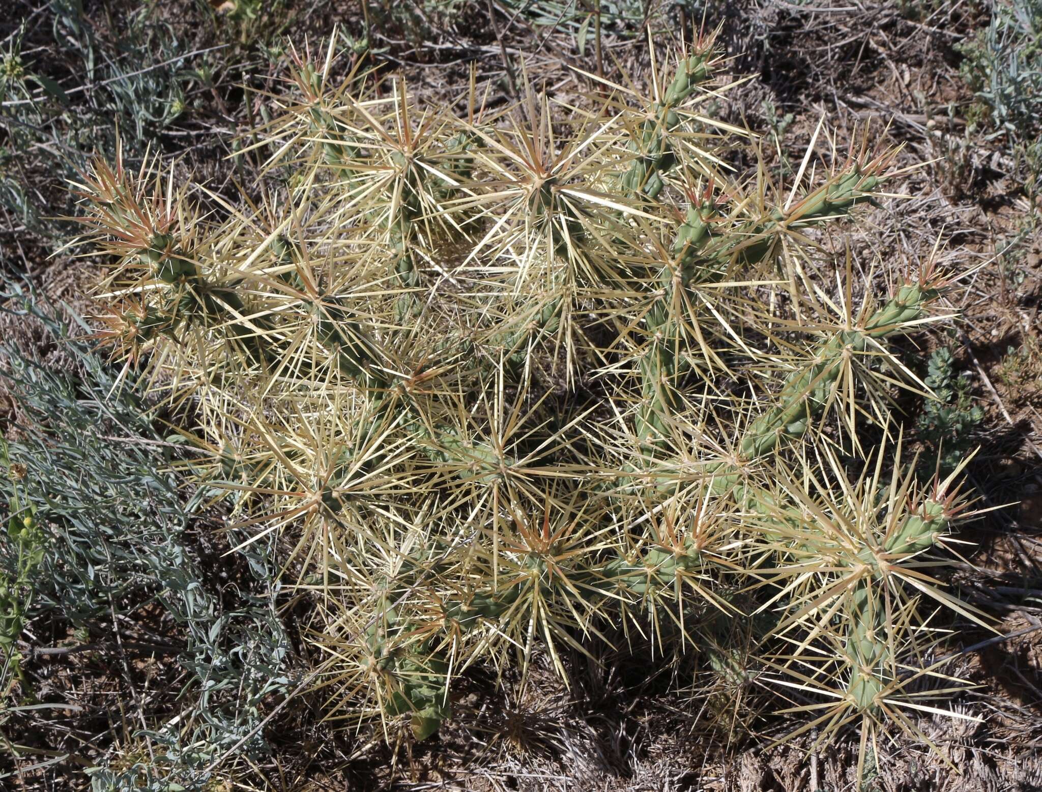 Image of thistle cholla