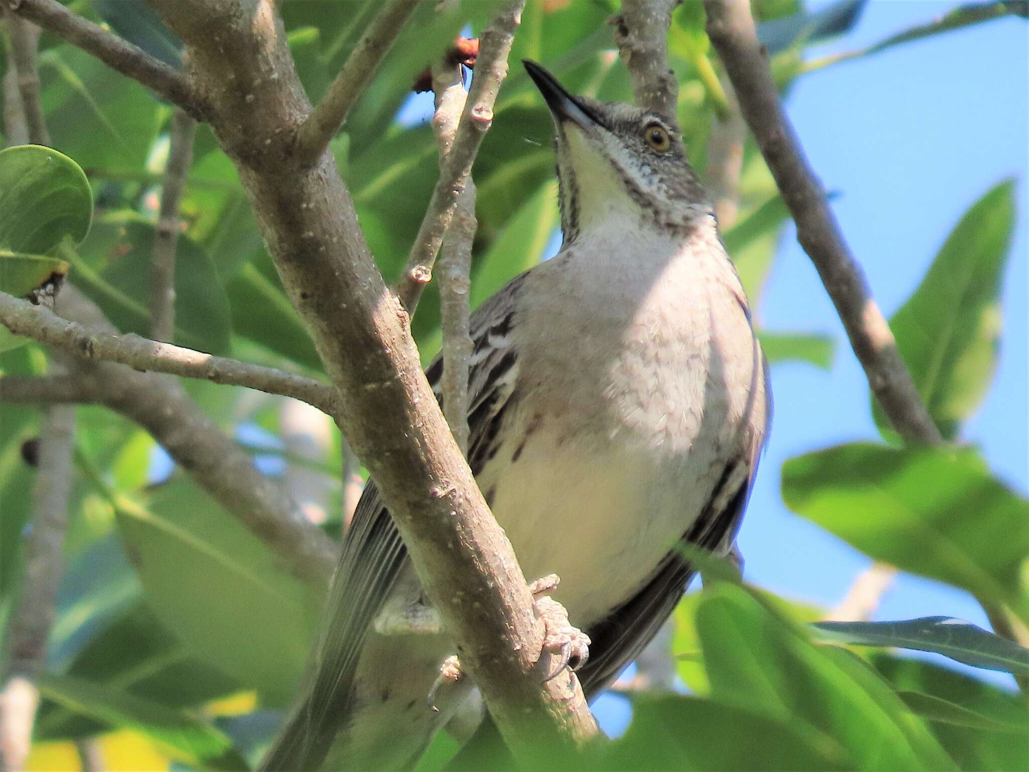 Image of Bahama Mockingbird