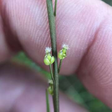 Image of Marsh Arrowgrass