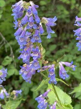 Image of finetooth beardtongue