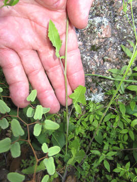 Image of Brazos rockcress