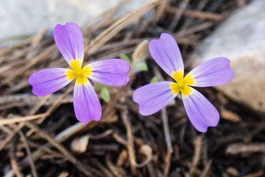 Imagem de Malcolmia macrocalyx (Halácsy) Rech. fil.