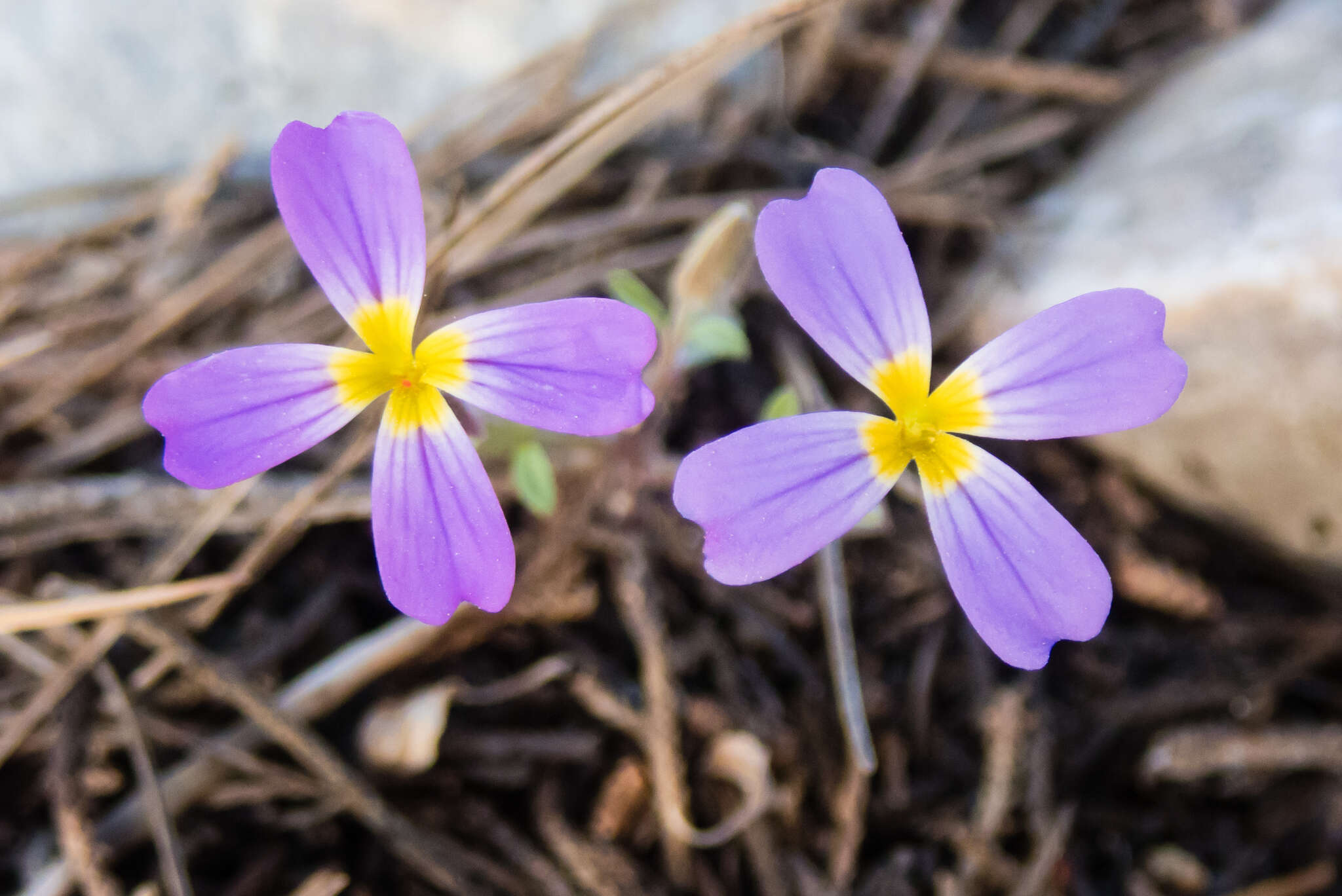 Слика од Malcolmia macrocalyx (Halácsy) Rech. fil.