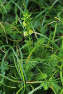 Image of Pedicularis ascendens Schleicher ex Gaudin