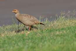 Image of Grey Francolin