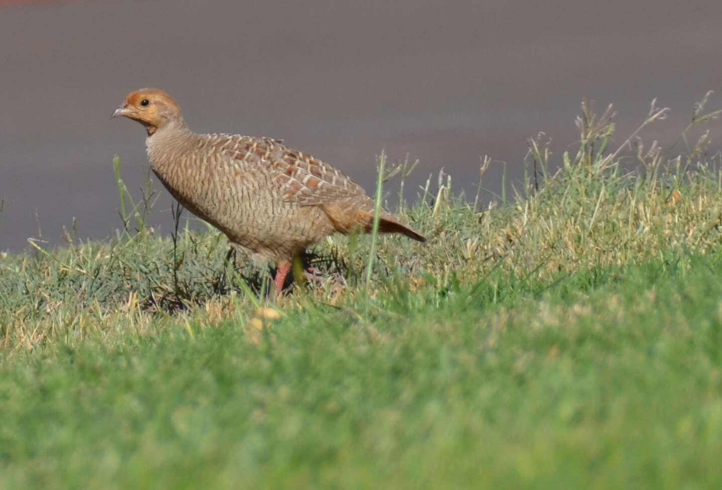 Image of Grey Francolin