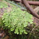 Слика од <i>Lobaria asperula</i> (Stirt.) Yoshim.