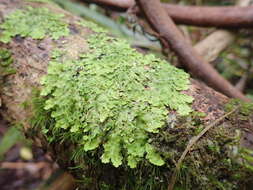 Слика од <i>Lobaria asperula</i> (Stirt.) Yoshim.