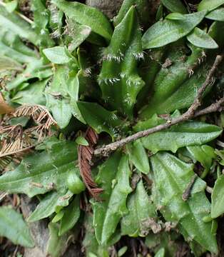 Image of Plantago paradoxa J. D. Hook.