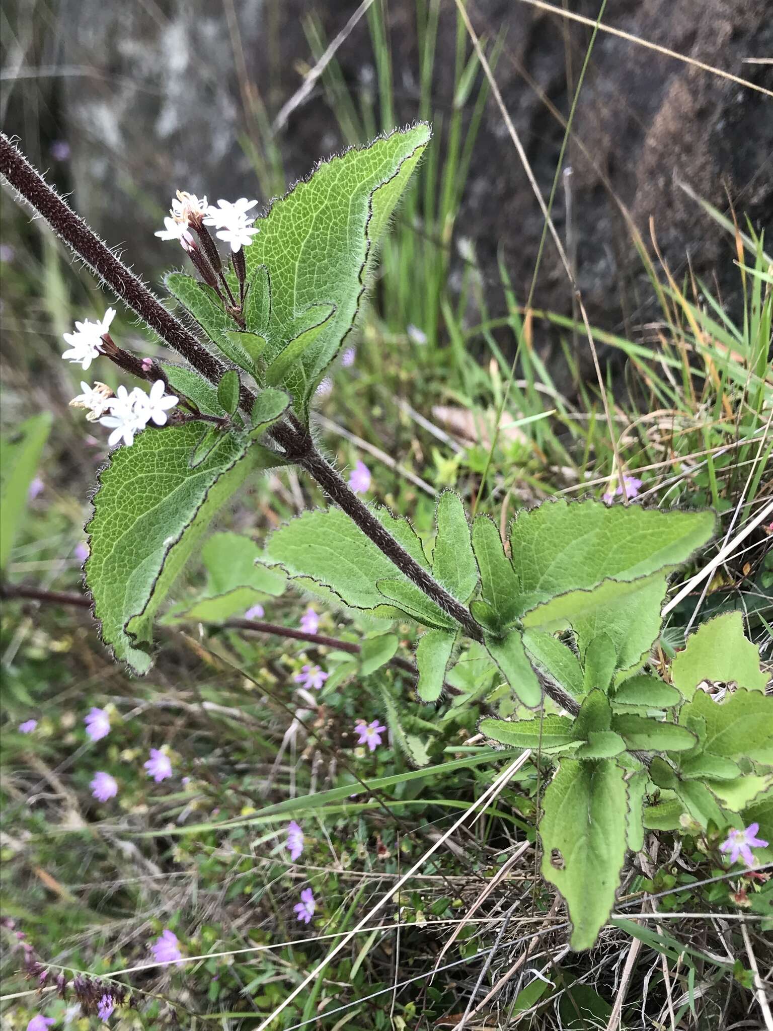 Image de Stevia elatior Kunth