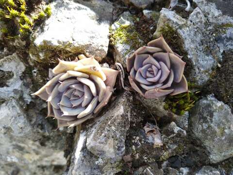 Image of Echeveria lilacina M. Kimnach & R. Moran