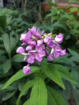 Image of fall phlox