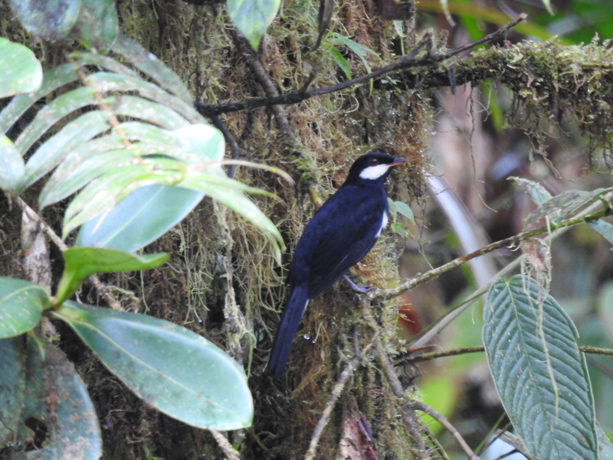 Image of Black Solitaire