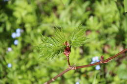 Acer heldreichii subsp. trautvetteri (Medvedev) E. Murray的圖片