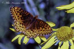 Image of Speyeria hesperis capitanensis R. Holland 1988