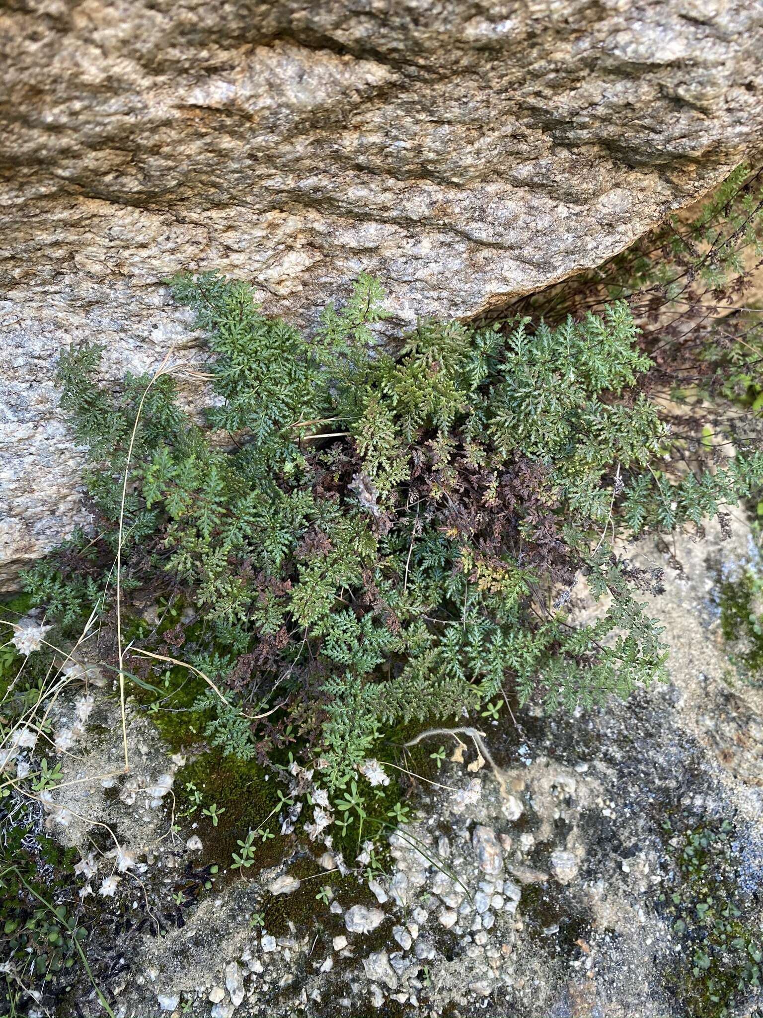 Image of viscid lipfern