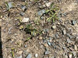 Image of Narrow-leaved cudweed