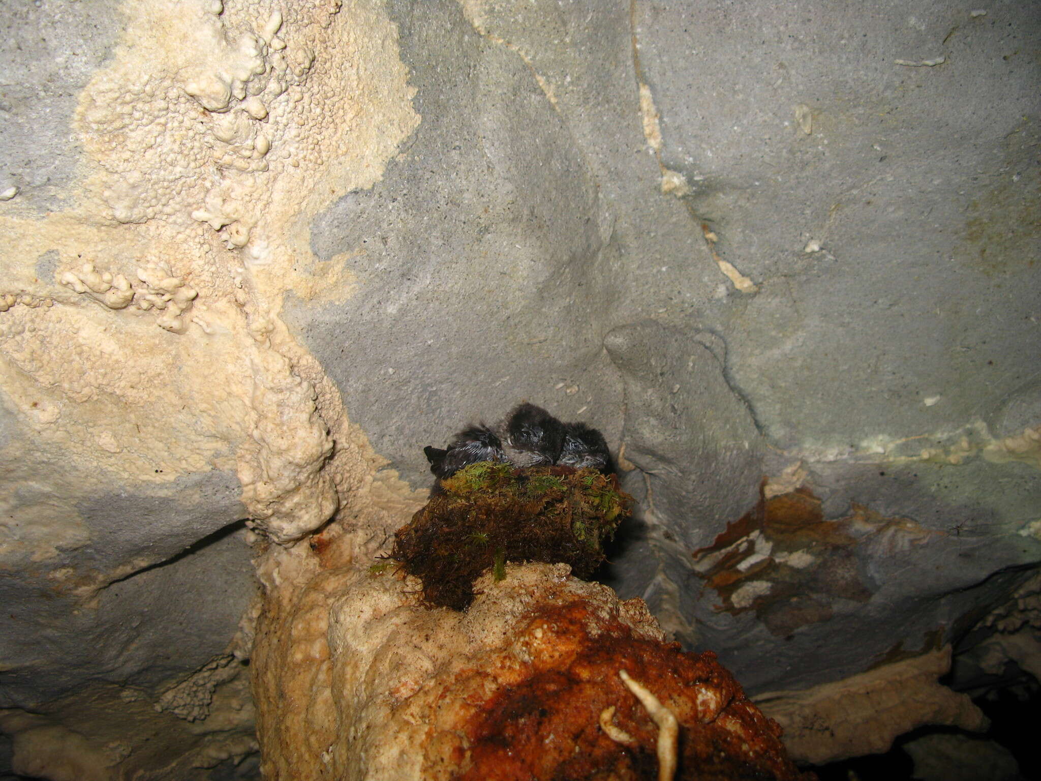 Image of Mossy-nest Swiftlet