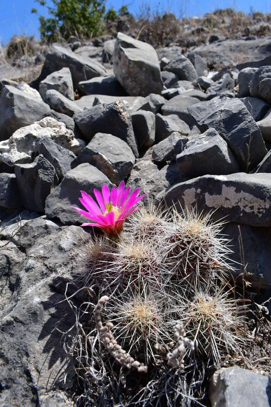 Image of Echinocereus parkeri subsp. parkeri