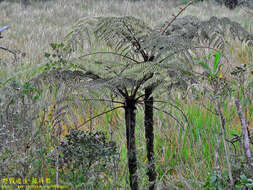 صورة Alsophila crinita Hook.