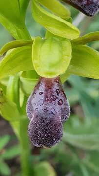 Image of Ophrys omegaifera subsp. hayekii (H. Fleischm. & Soó) Kreutz